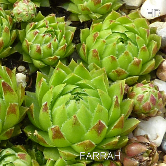 Farrah / Jovi ( II )