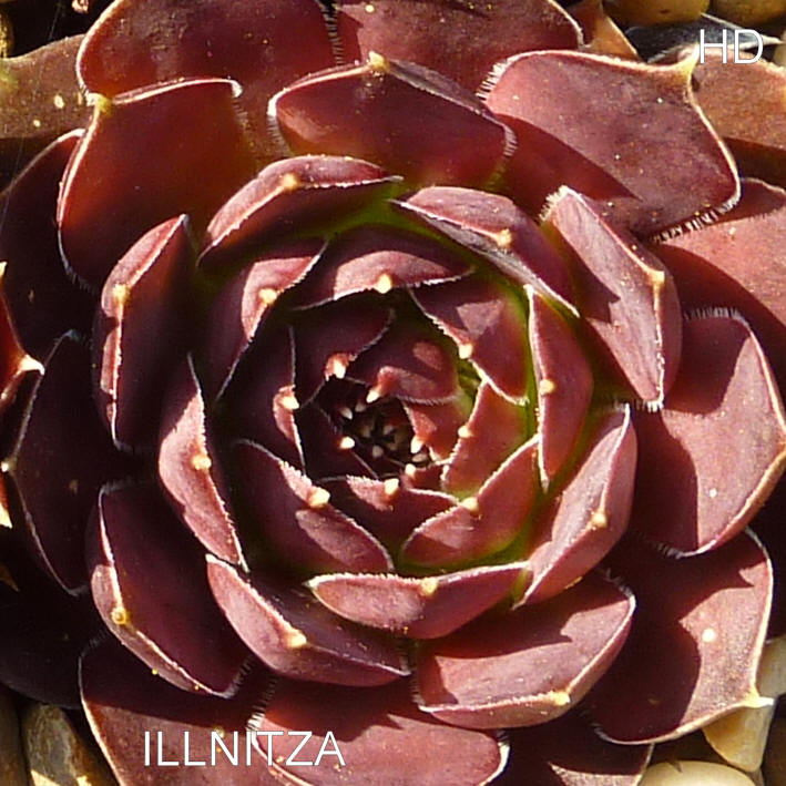 Illinitza / Jovi