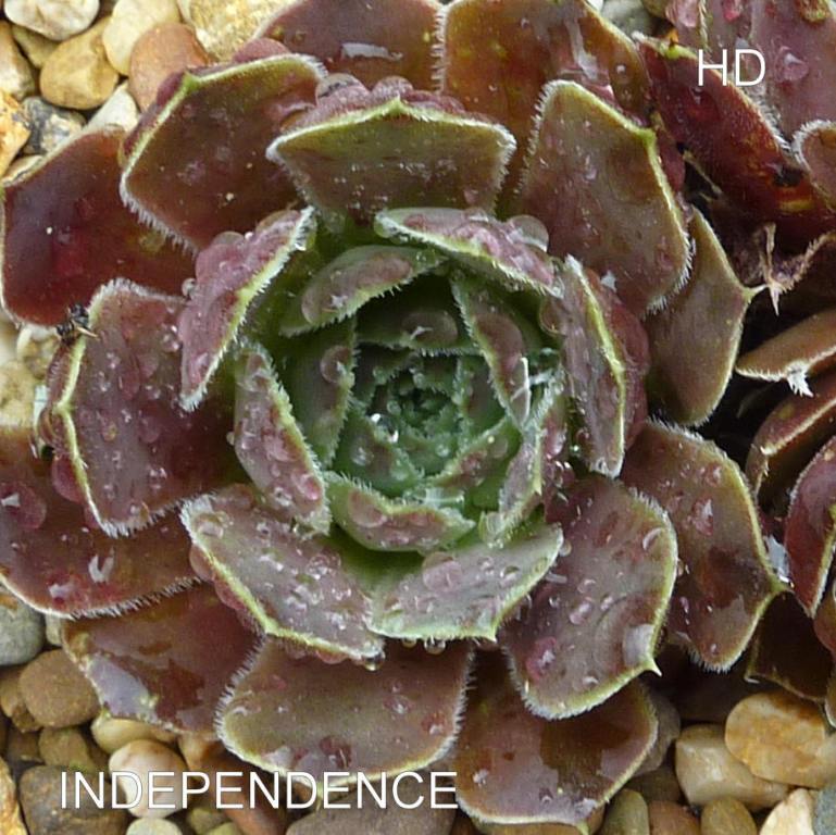 Independence / Jovi