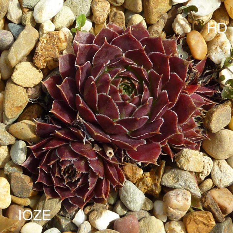 Ioze / Jovi