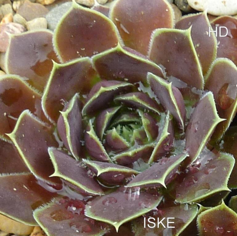 Iske / Jovi
