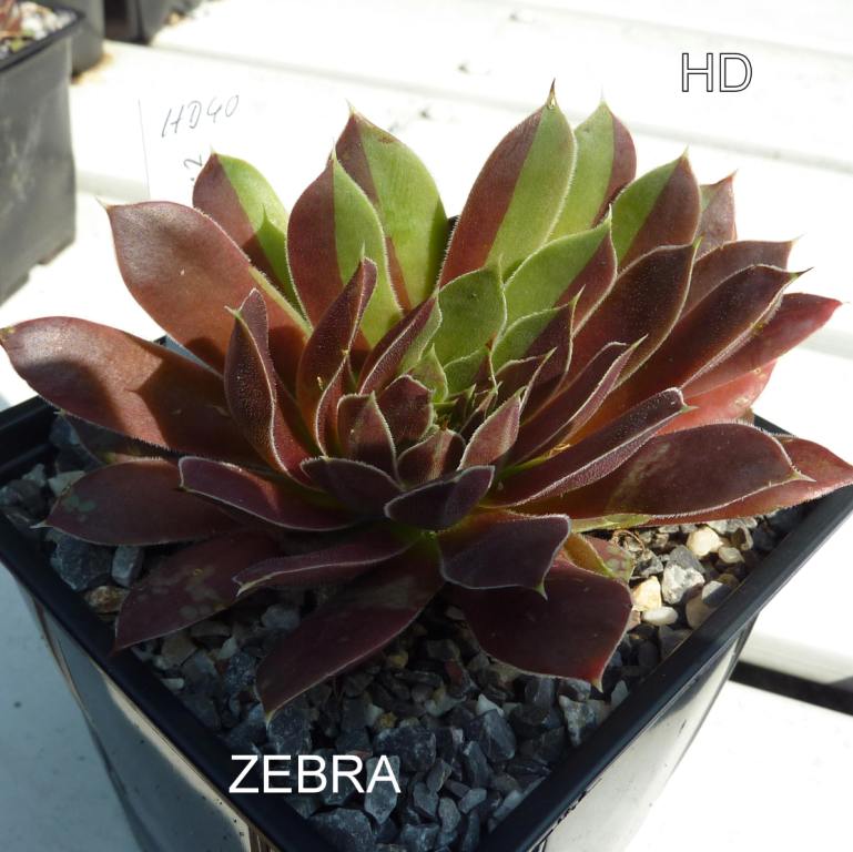 Zebra / Jovi