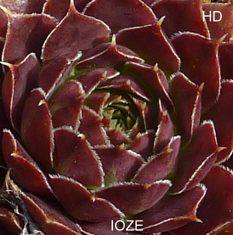 Ioze / Jovi