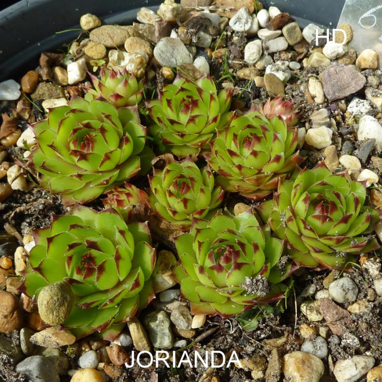 Jorianda