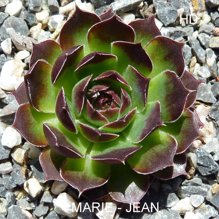 Marie-Jean / Jovi