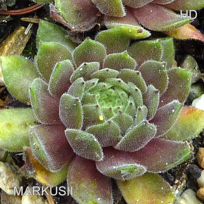 Markusii