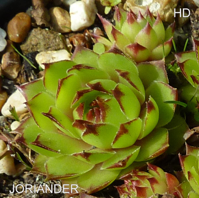 Jorianda