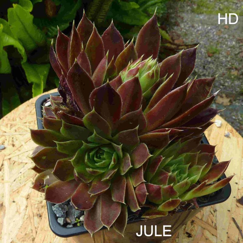 Jule / Jovi
