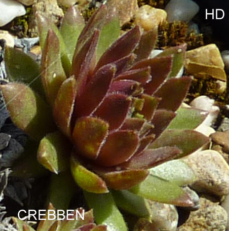 Crebben
