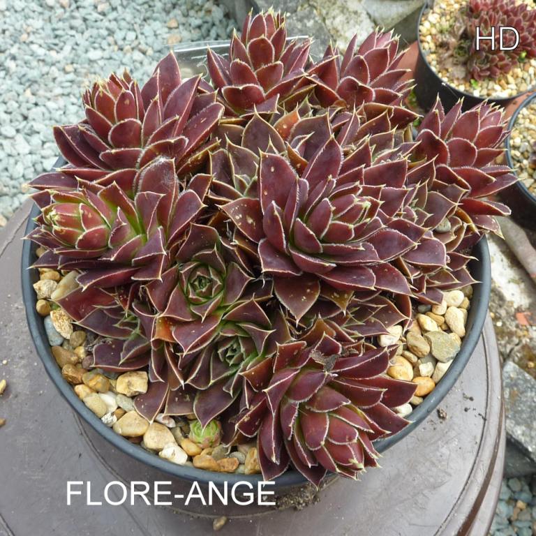 Flore-Ange / Jovi