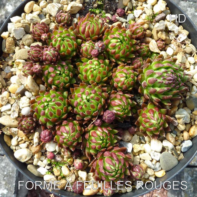 Forme a Feuilles Rouges / Jovi