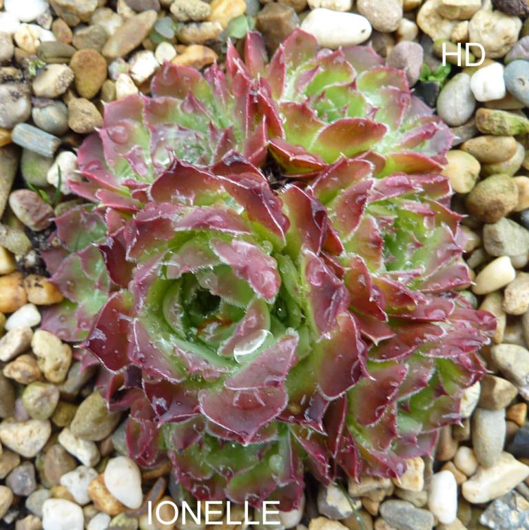 Ionelle / Jovi