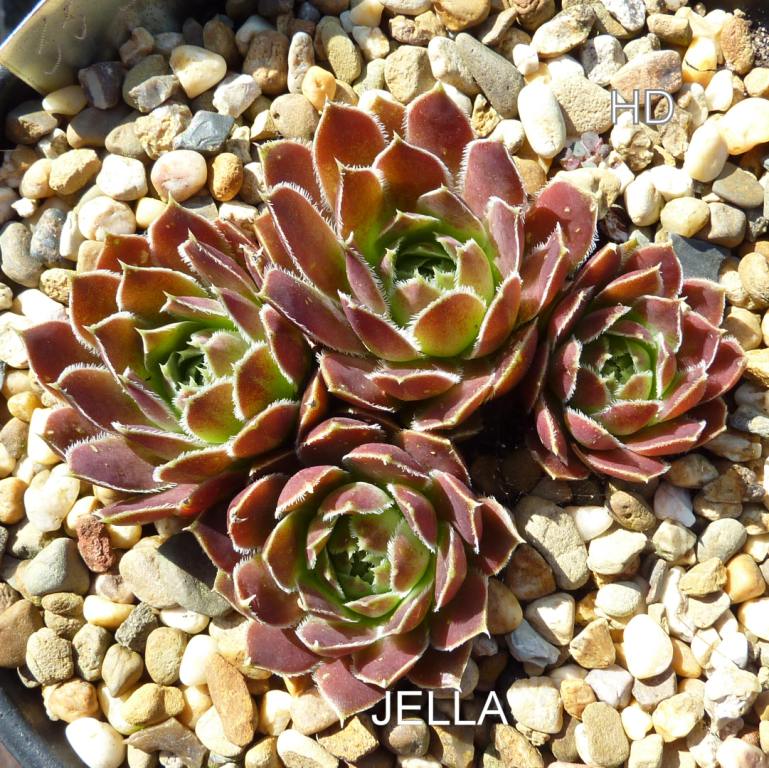 Jella / Jovi