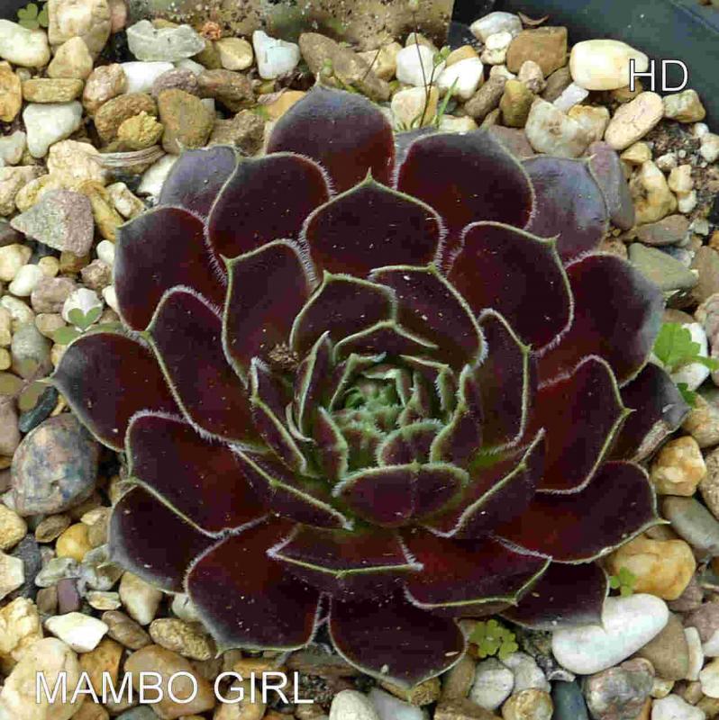 Mambo Girl / Jovi