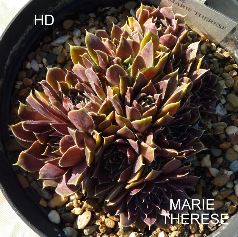 Marie Therese / Jovi