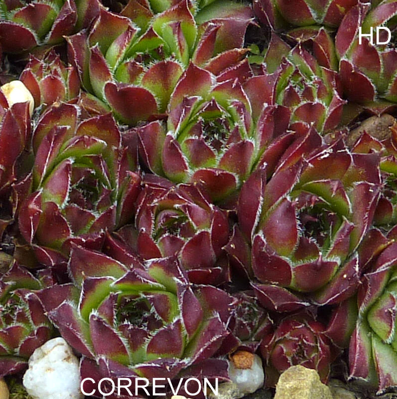 Correvon
