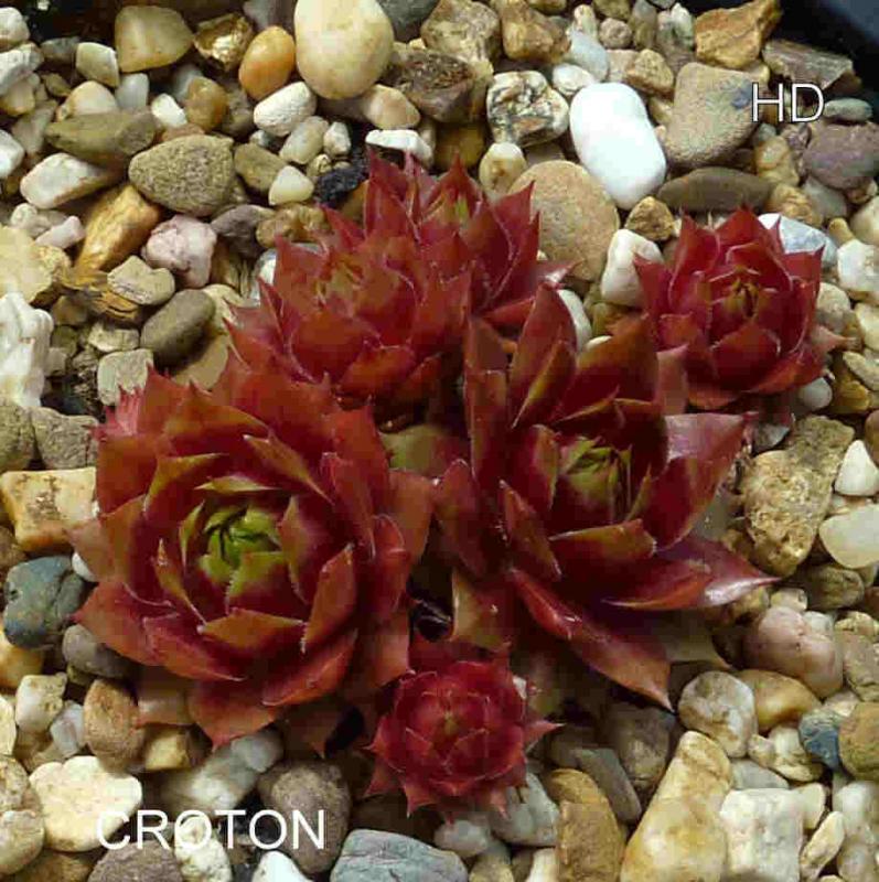 Croton