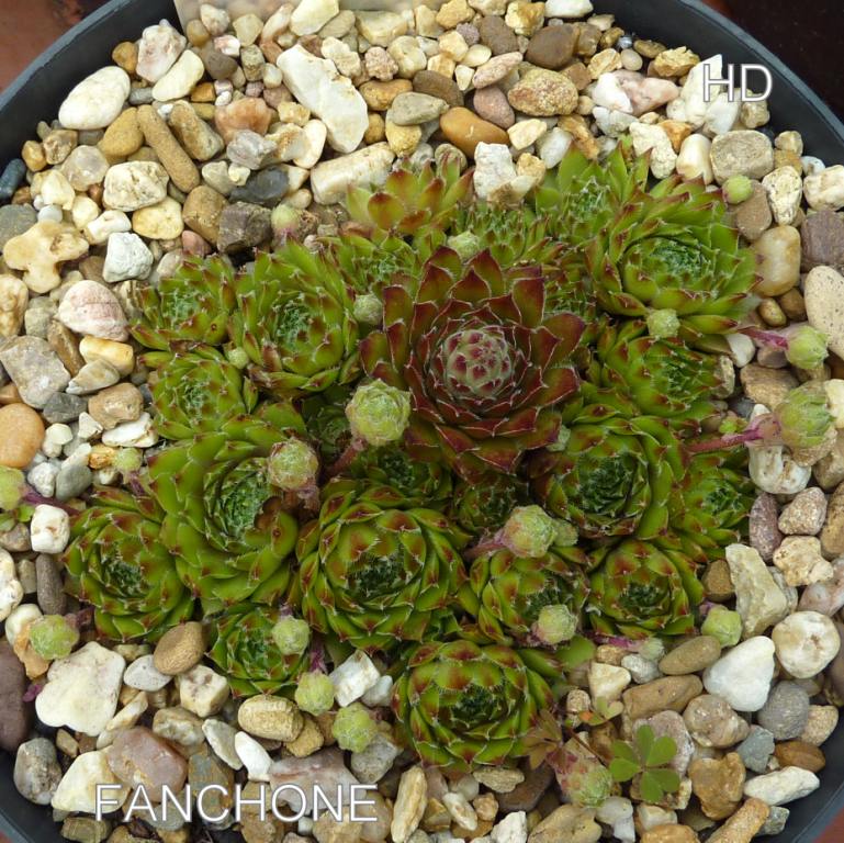 Fanchone