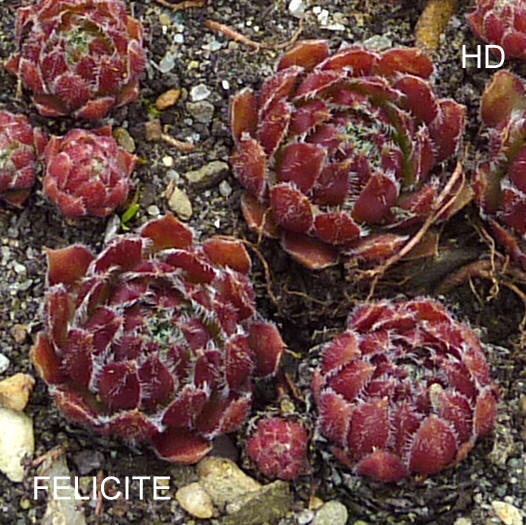 Felicite