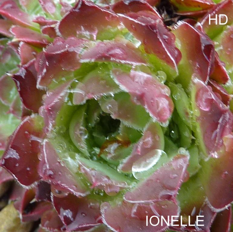 Ionelle / Jovi