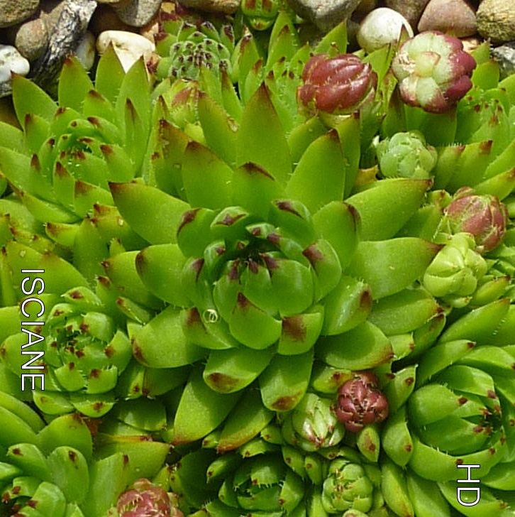 Isciane / Jovi