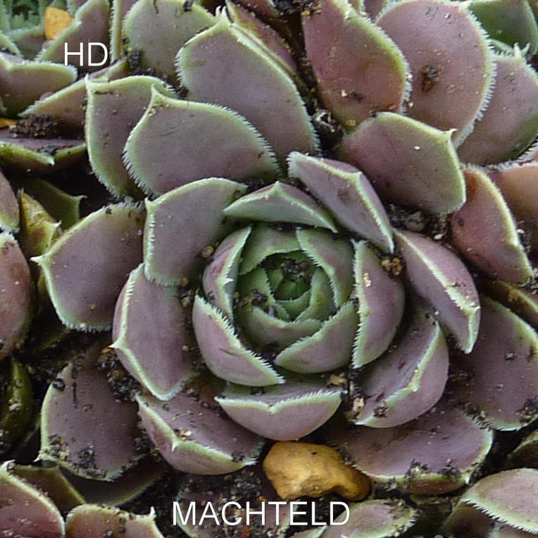 Machteld / Jovi