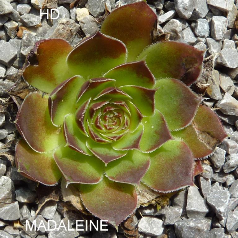Madaleine / Jovi
