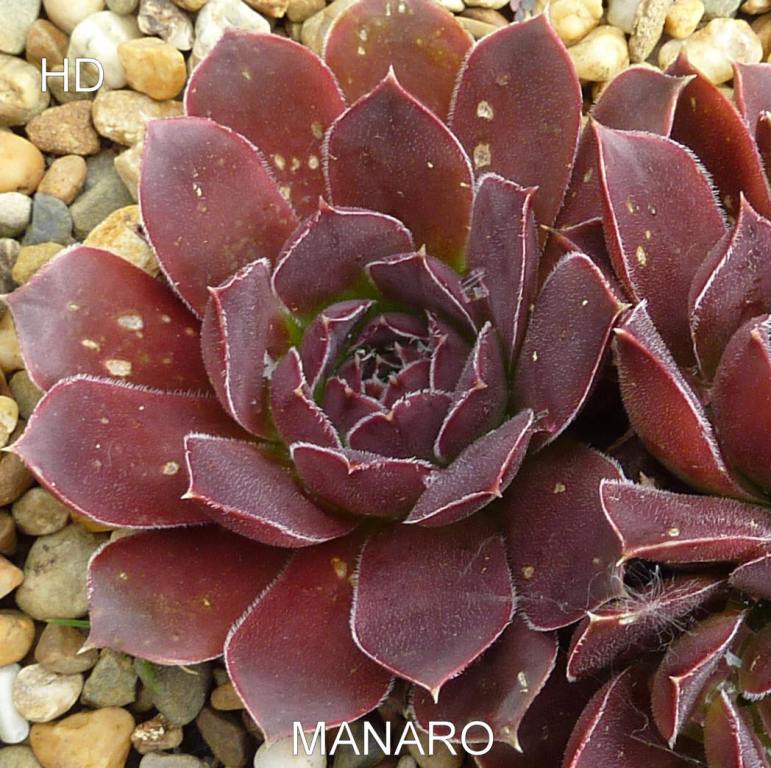 Manaro / Jovi