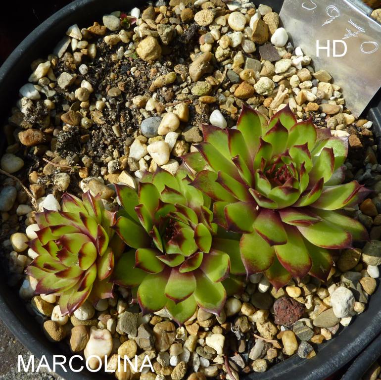 Marcolina