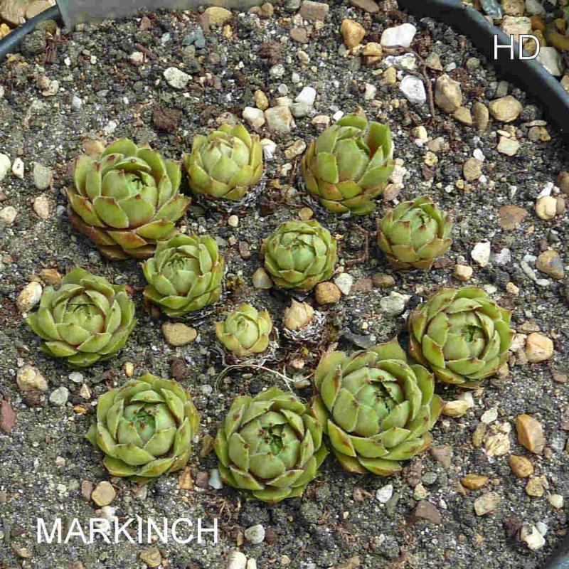 Markinch