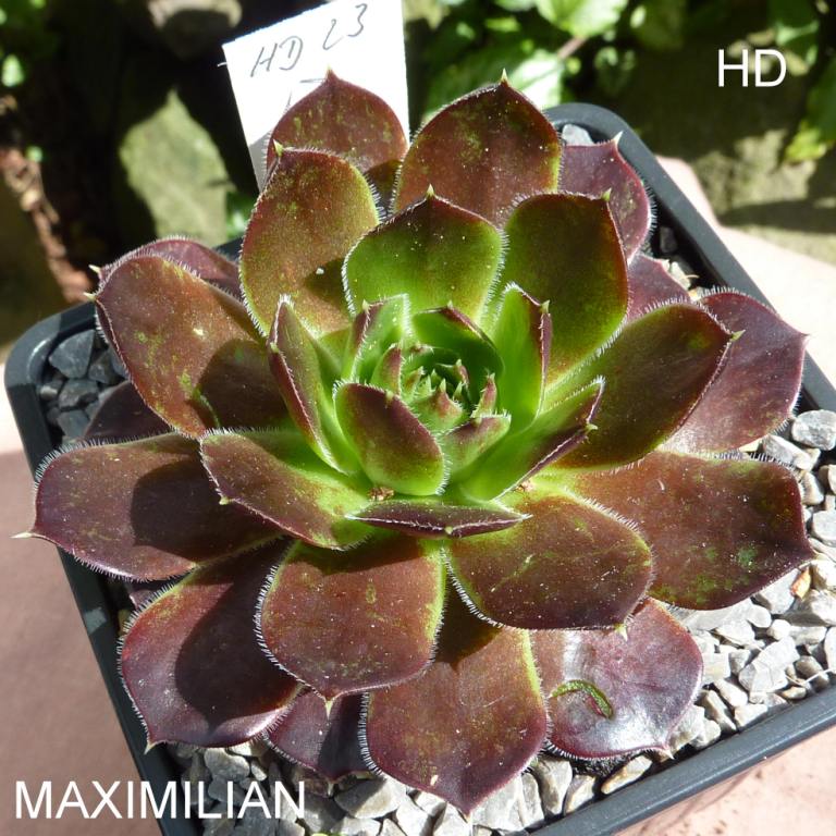 Maximilian / Jovi