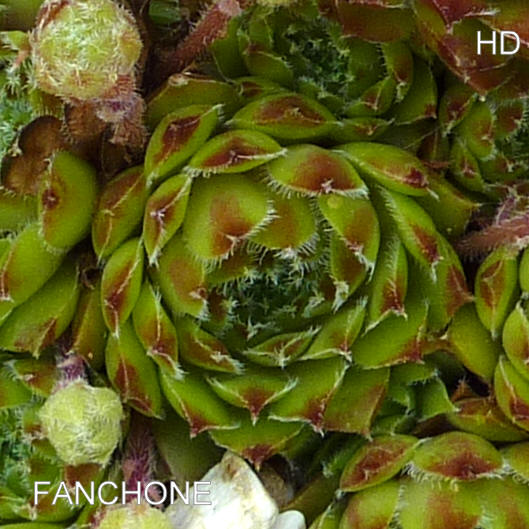 Fanchone