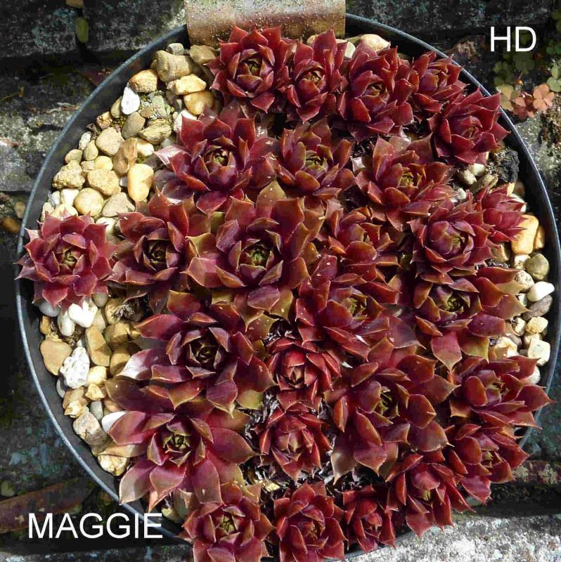 Maggie