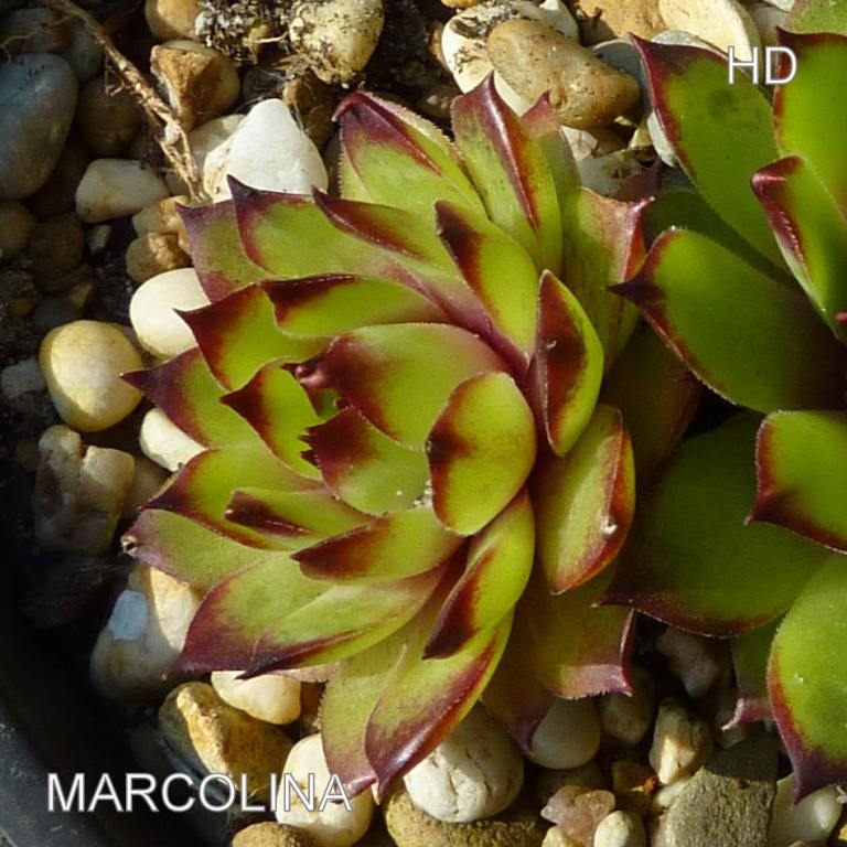 Marcolina