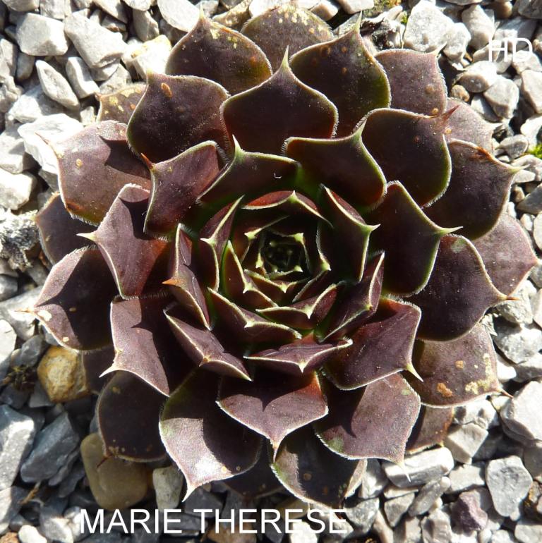 Marie Therese / Jovi