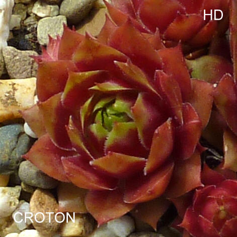 Croton