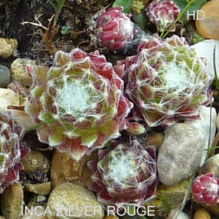 Inca Zilver Rouge