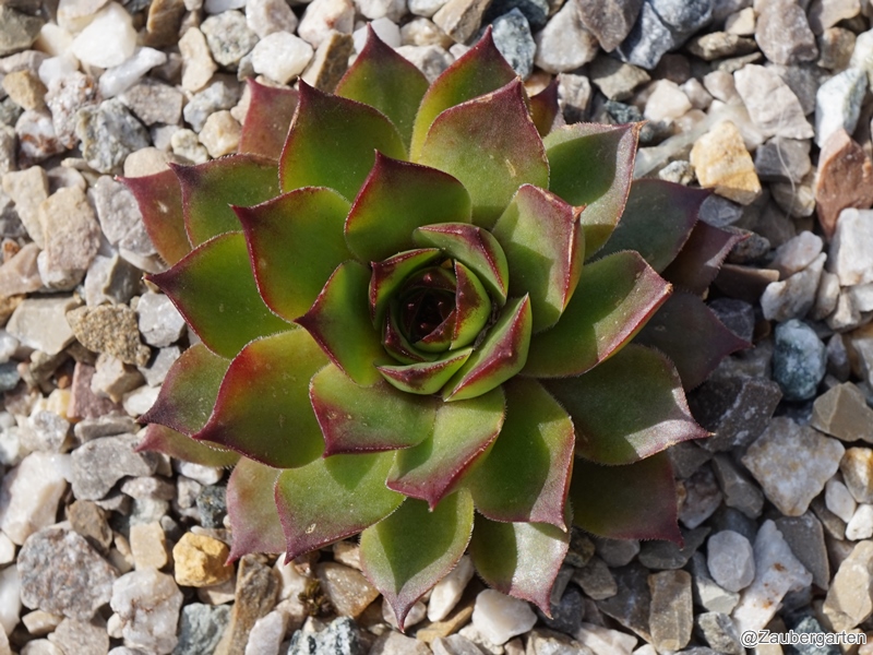 Marcolina