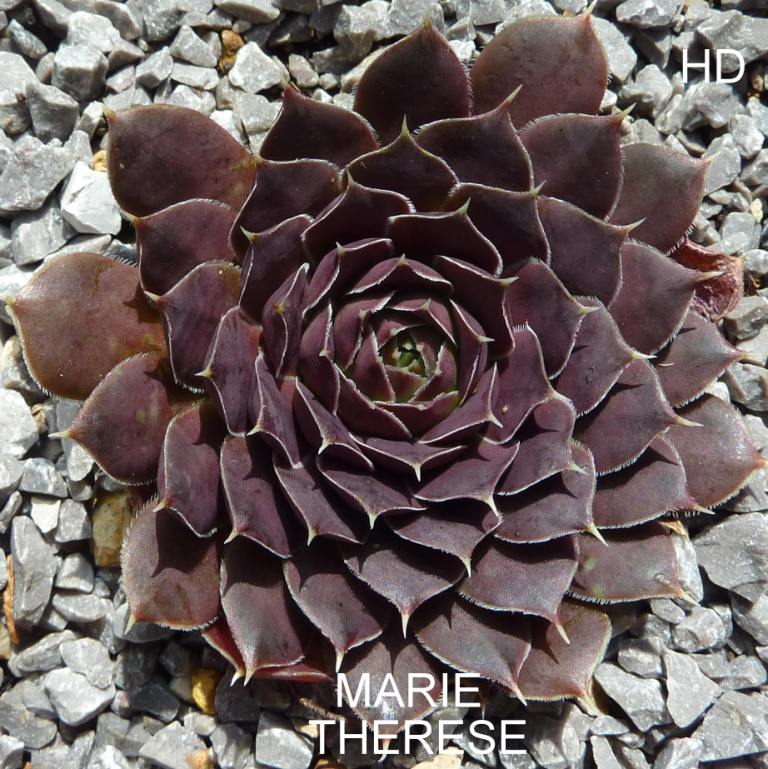 Marie Therese / Jovi