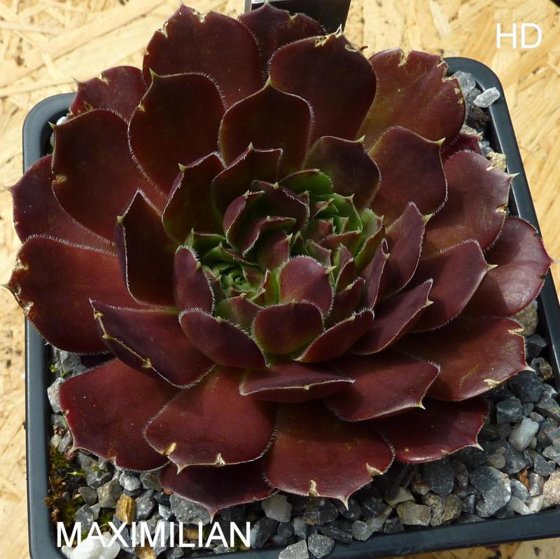 Maximilian / Jovi