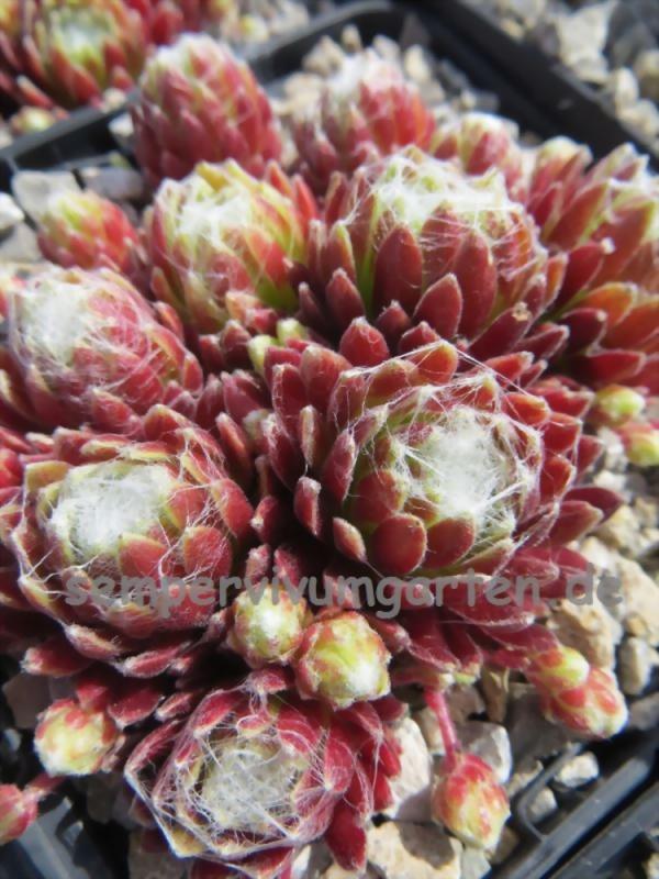 Inca Zilver Rouge