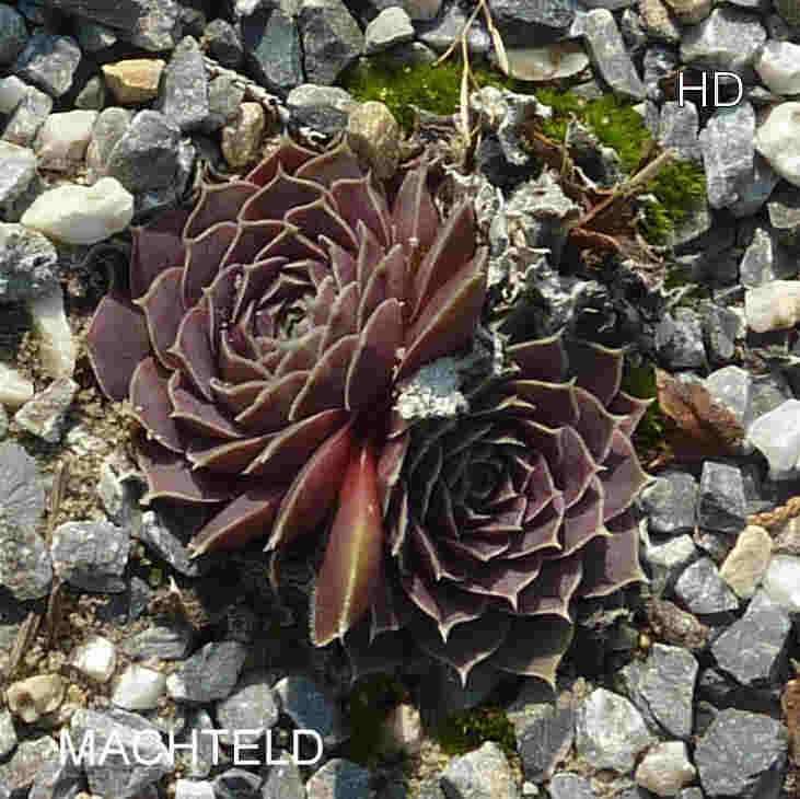 Machteld / Jovi