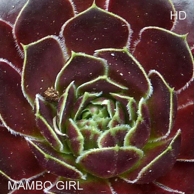 Mambo Girl / Jovi