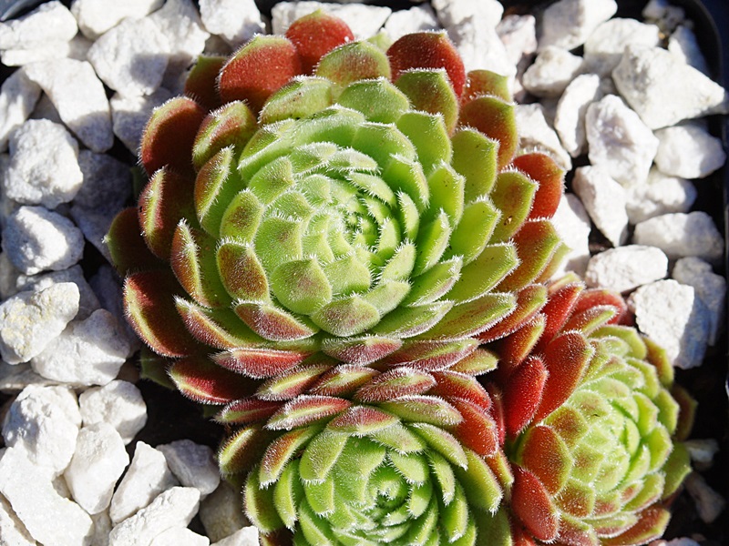 Just Peachy