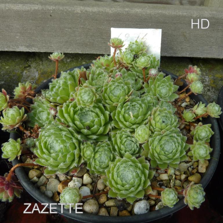 Zazette