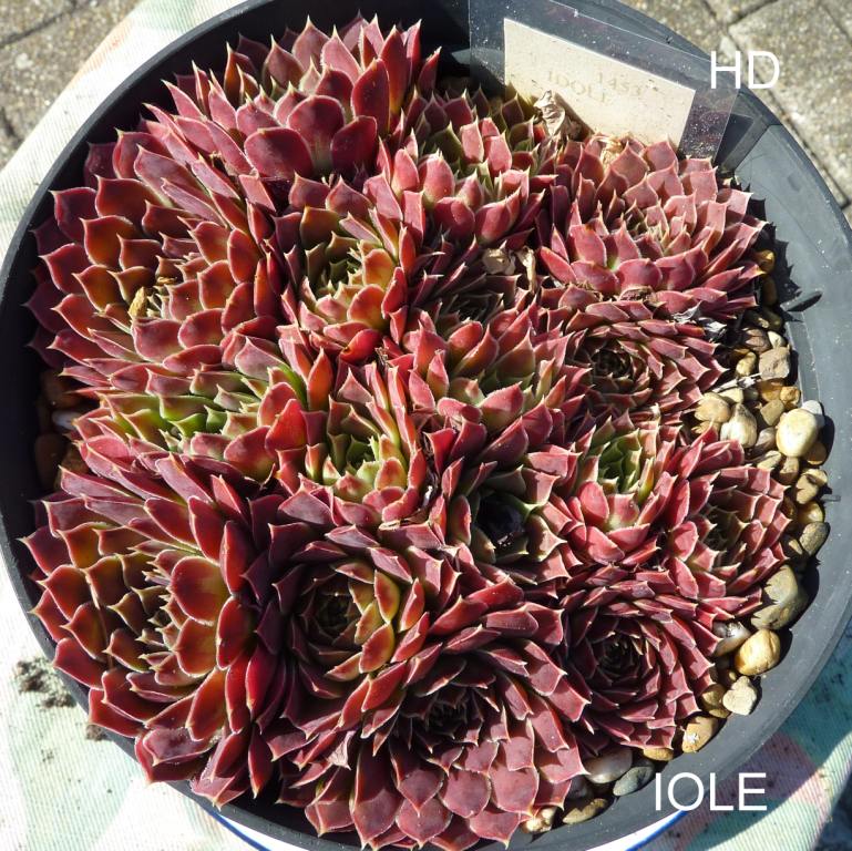 Iole / Jovi