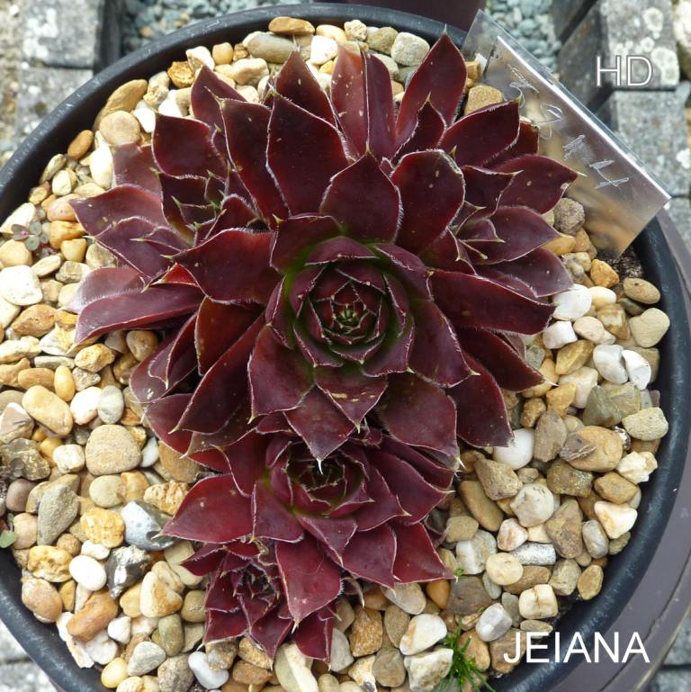 Jeiana / Jovi