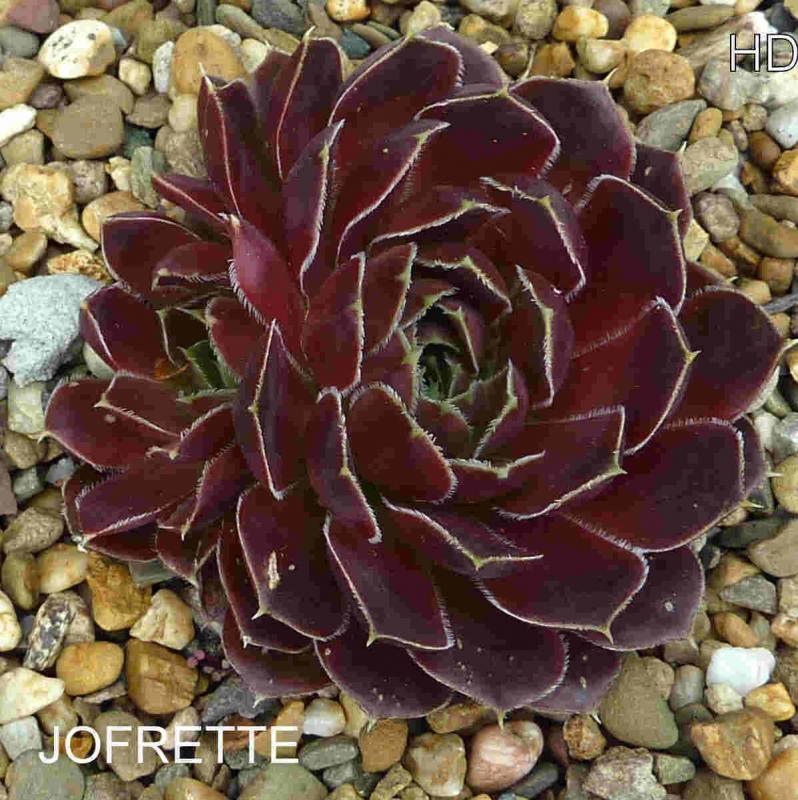 Jofrette / Jovi