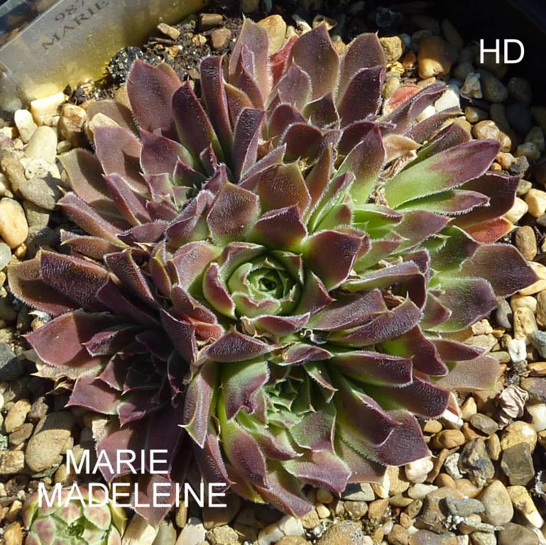 Marie Madeleine / Jovi