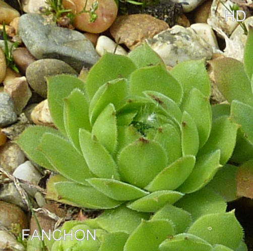 Fanchon